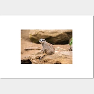Meerkat on a rock Posters and Art